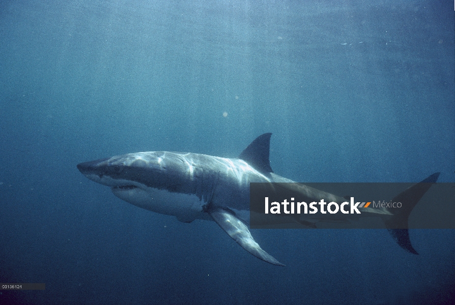 Gran tiburón blanco (Carcharodon carcharias) nadar bajo el agua, Australia