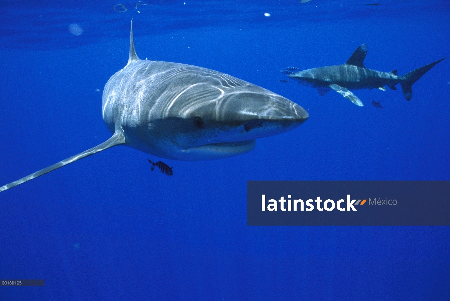 Par de tiburones de punta blanca (Carcharhinus longimanus) oceánica con simbiótica pez piloto (Naucr