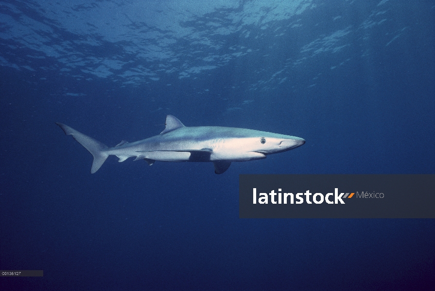 Tiburón azul (Prionace glauca), San Diego, California