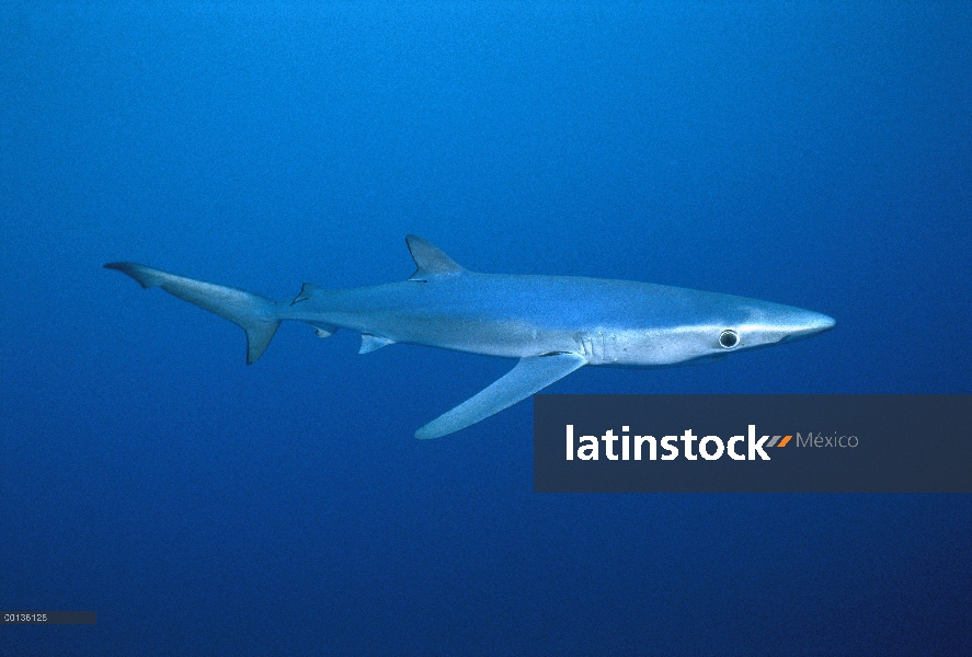 Tiburón azul (Prionace glauca), San Diego, California