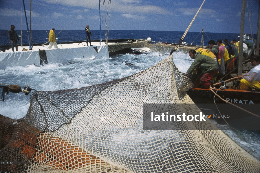 Atún rojo del Atlántico (Thunnus thynnus) en red que es levantada por los pescadores con el líder o 