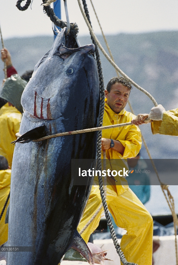 Atún rojo del Atlántico (Thunnus thynnus) se cosechan como se dibujan juntos en una red, mar Mediter