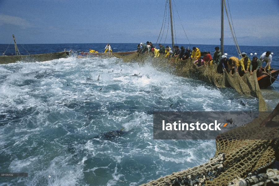 Atún rojo del Atlántico (Thunnus thynnus) en red que es levantada por los pescadores con el líder o 