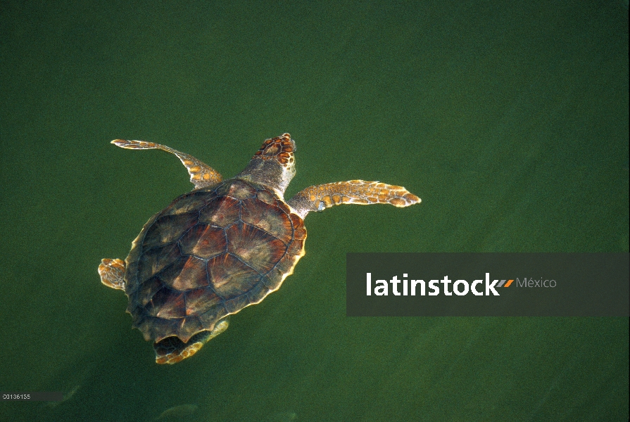 Tortuga boba (Caretta caretta) dos a tres años de edad juvenil natación en superficie, Florida