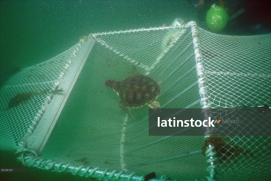 Tortuga verde (Chelonia mydas) de rejilla de metal del dispositivo de exclusión de tortugas (Ted) le