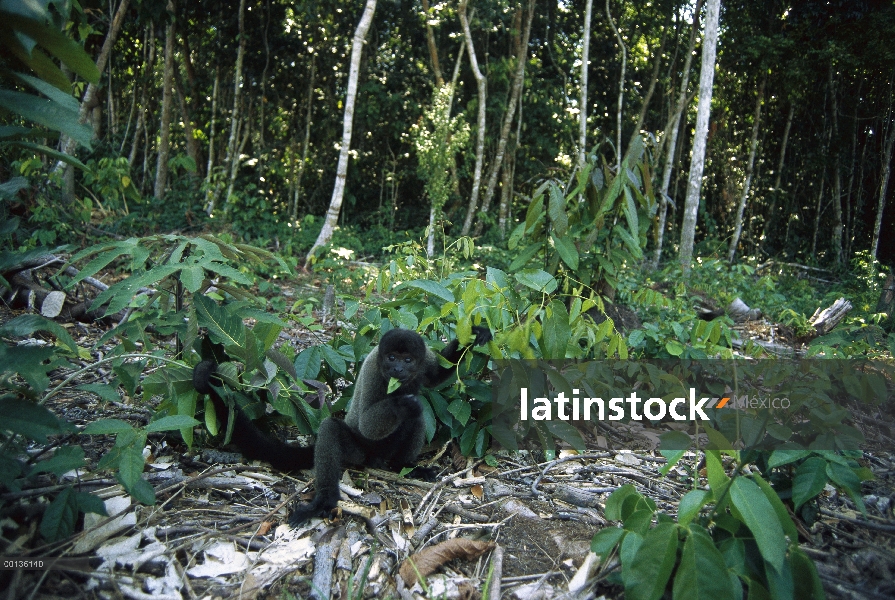 Mono de Humboldt choro (Lagothrix lagotricha), Amazonia, Brasil