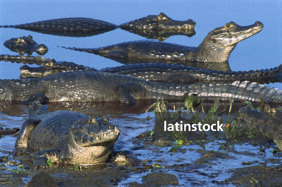 Grupo Caiman yacaré (Caiman yacare) en el humedal, Pantanal, Brasil