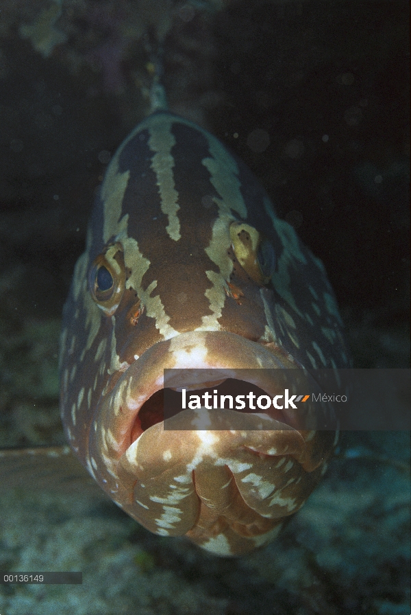 Retrato de mero de Nassau (Epinephelus striatus) bajo el agua, reserva marina de Hol Chan, Belice