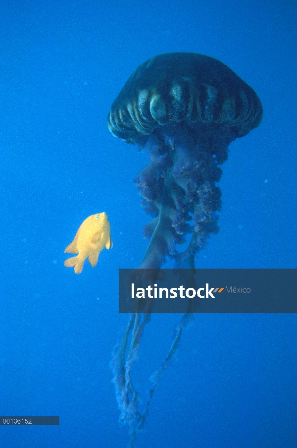 Garibaldi (Hypsypops rubicundus) y otros peces se alimentan de tentáculos de medusas pelágicas, Cali