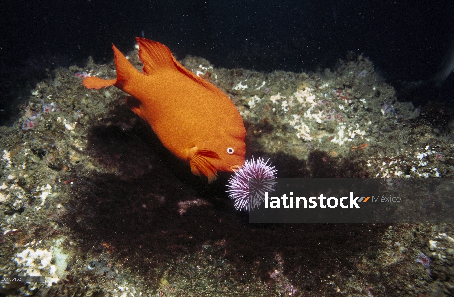 Garibaldi (Hypsypops rubicundus) machos defienden nidos de algas y eliminar a depredadores de algas 