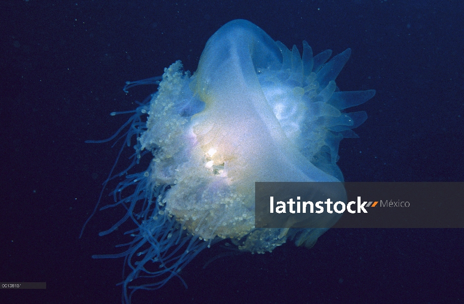 Retrato subacuático de medusas (Cephea cephea), Fiji