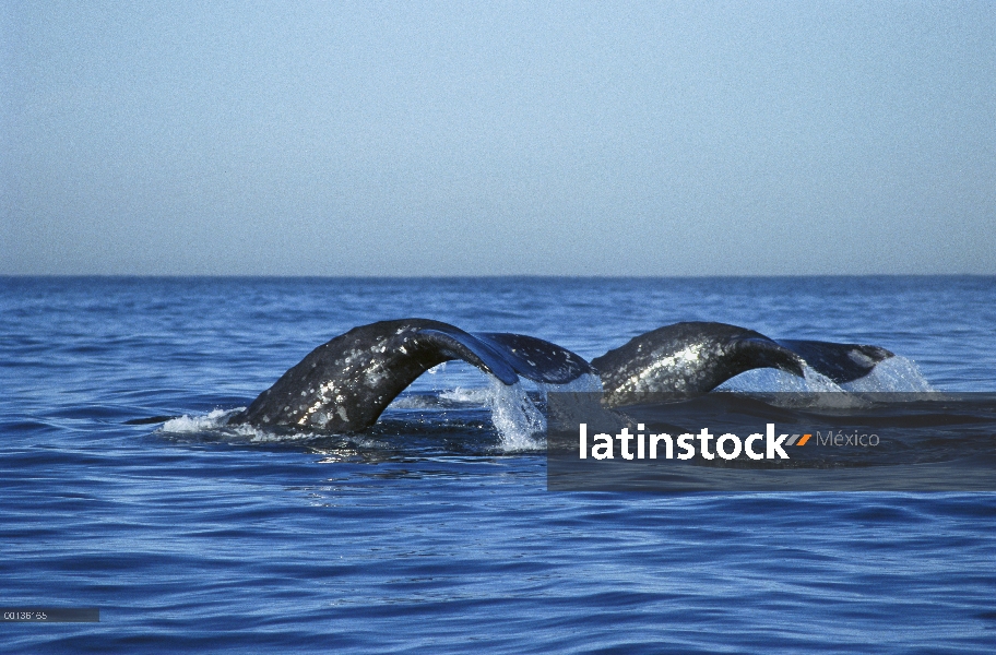 Gray Whale (Eschrichtius robustus) migración, en su camino para aparearse y parir en las lagunas de 