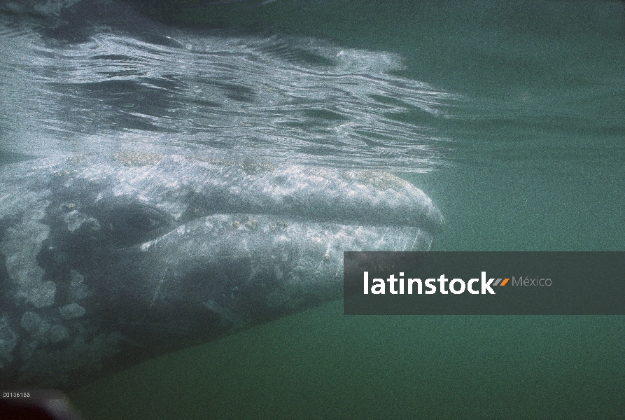 Ballena gris (Eschrichtius robustus) cerca de la cabeza bajo el agua, Laguna San Ignacio, Baja Calif