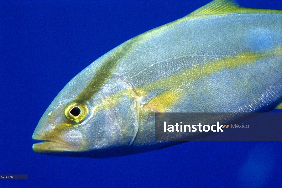 Medregal (Seriola sp) nadar bajo el agua, Hawaii