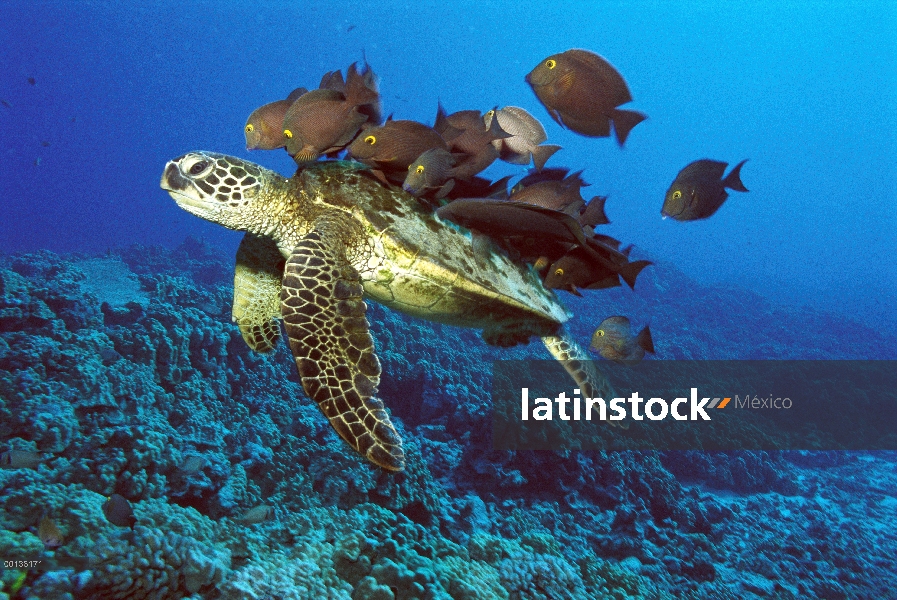 Tortuga del mar verde (mydas de Chelonia) ser limpiado por el pez cirujano amarillo-eyed (Ctenochaet