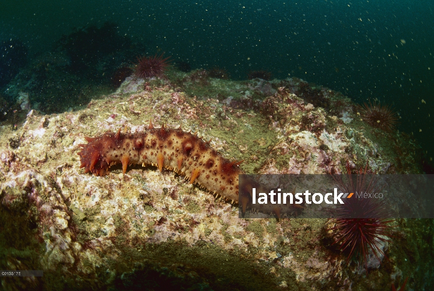 Pepino de mar de piña (Thelenota ananas) cerca de erizos, Islas Salomón