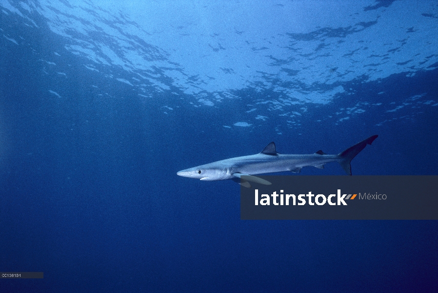 Tiburón azul (Prionace glauca), San Diego, California