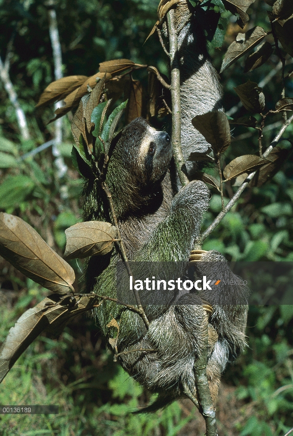 Marrón-throated perezoso de tres dedos (Bradypus variegatus) escalada, Panamá