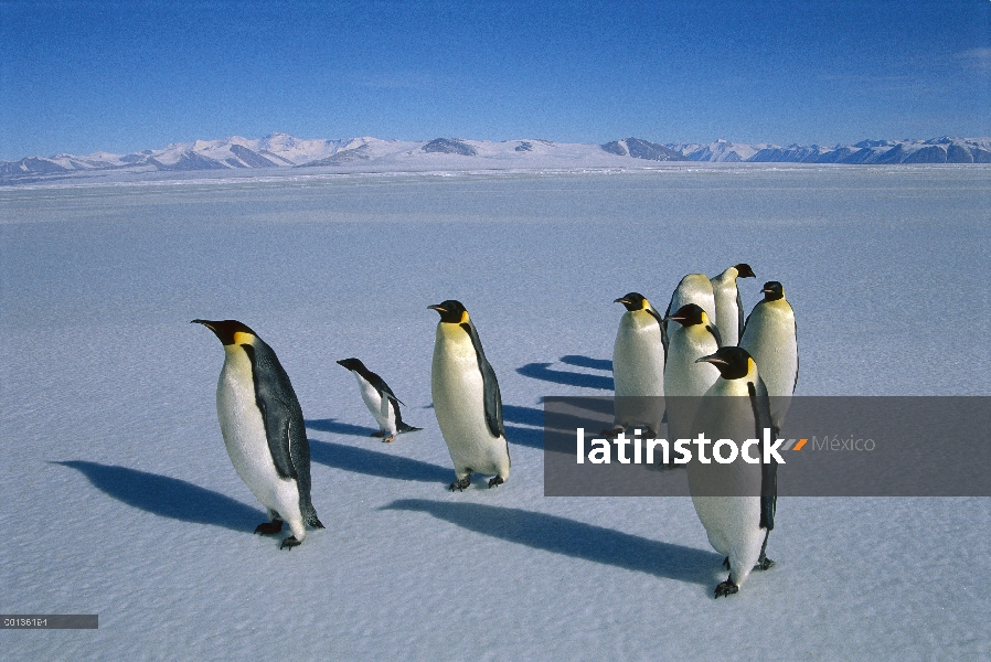 Grupo del pingüino emperador (Aptenodytes forsteri) con pingüino de Adelia (Pygoscelis adeliae) en h