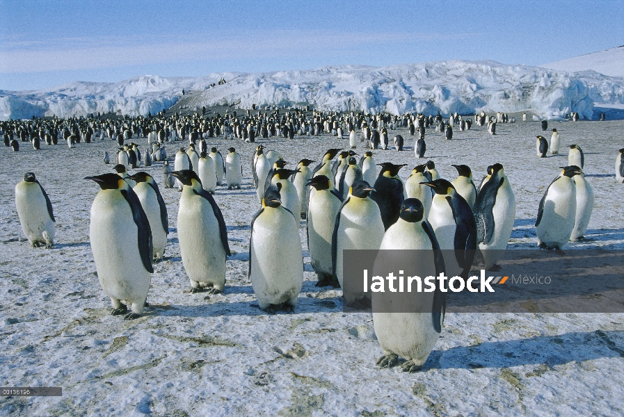 Pingüino emperador (Aptenodytes forsteri) Colonia, Cape Crozier, Antártida