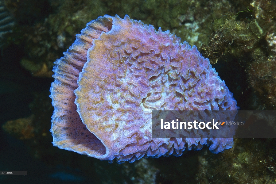 Bioluminiscencia de mostrando de esponja Jarrón (Callyspongia plicifera) azul, isla de Saba, Antilla