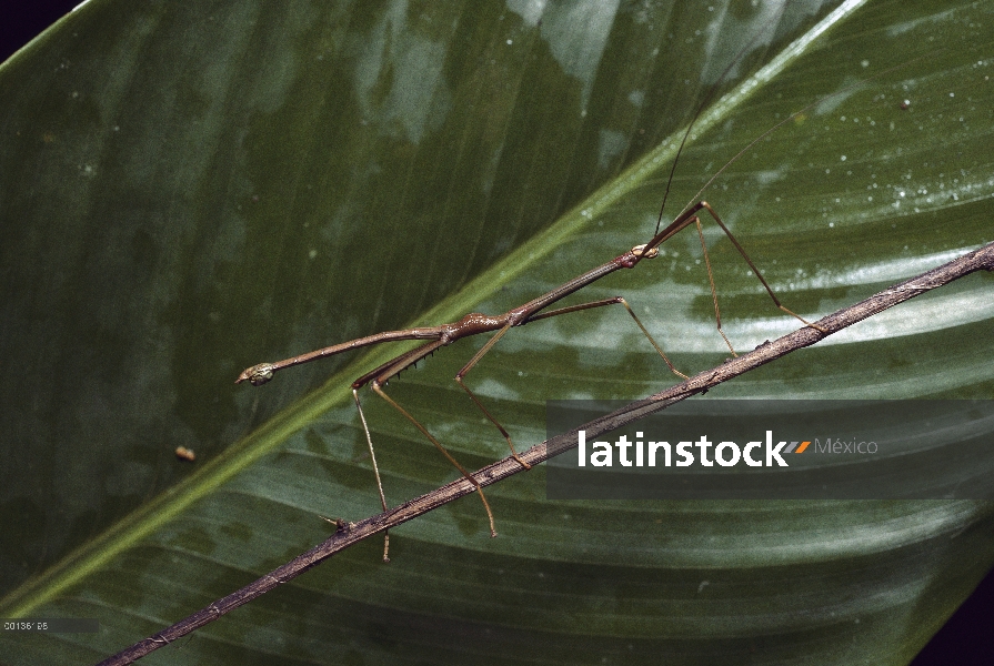 Insecto palo mímico ramita marrón, Panamá