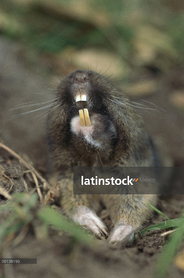 Este tuza (Geomys sp) mostrando los dientes que se utilizan para excavar madrigueras, América del no