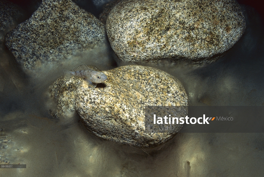 Emerald Notothen (Trematomus bernacchii) en las rocas, peces nototénidos tiene glicoproteínas de ant