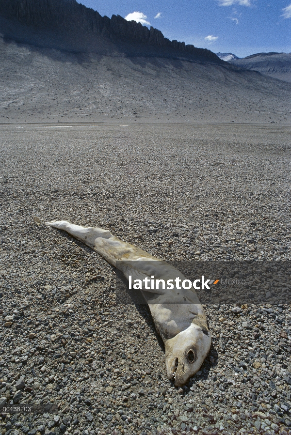 Canal del sello de cangrejeras (Lobodon carcinophagus) momificado en valles secos de McMurdo, Antárt