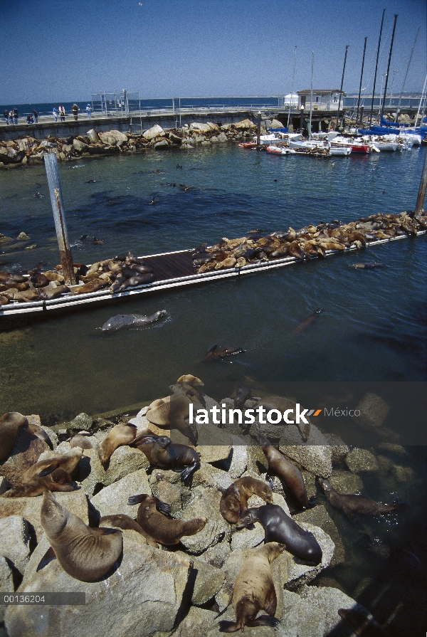 Grupo de leones marinos de California (Zalophus californianus) en muelles y varaderos, Monterey, Cal