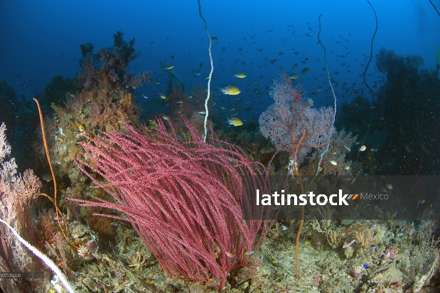 Ecosistema de coral con corales blandos y peces de arrecife, Islas de Raja Ampat, Indonesia