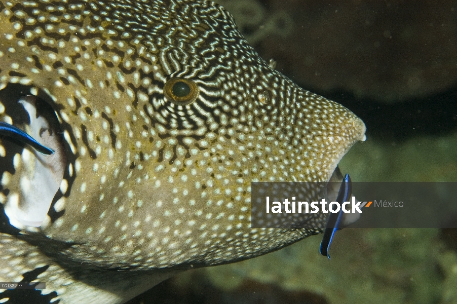 Pez limpiador azul rayado (Labroides dimidiatus) limpieza de Guineafowl Pufferfish (Arothron meleagr