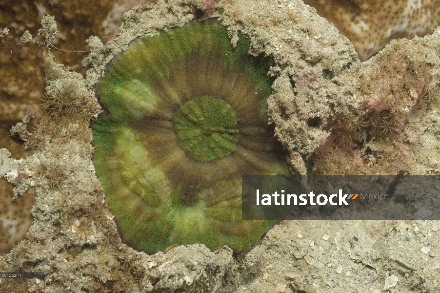 Pólipo de coral, Islas de Raja Ampat, Indonesia