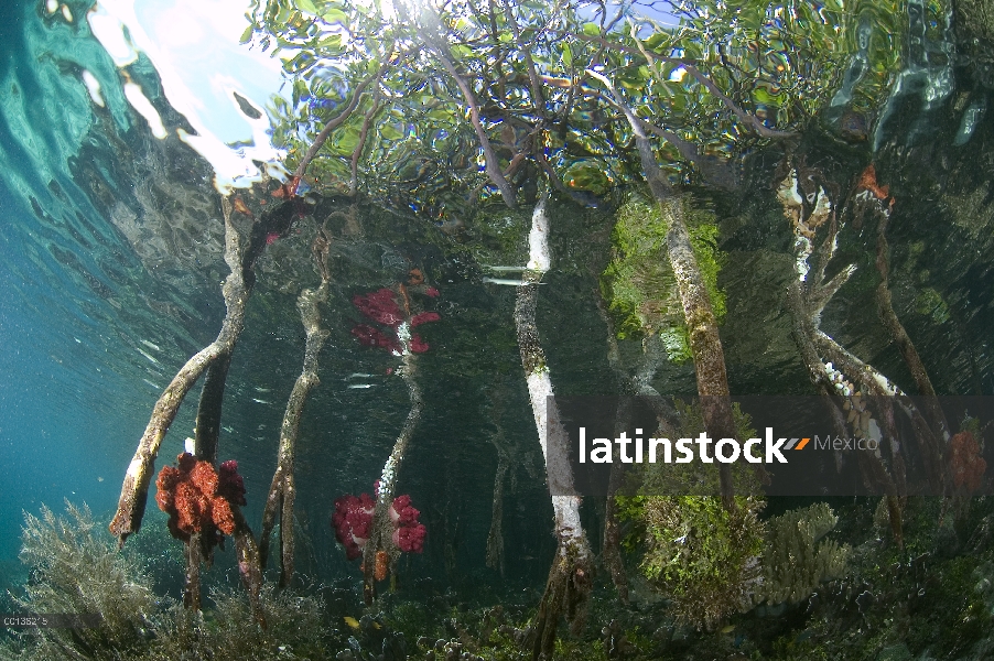 Raíces de mangle (Rhizophoraceae) y los árboles, desde submarino, motivos infantiles para muchos pec