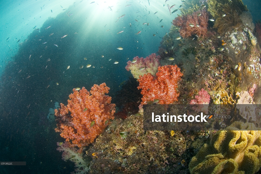 Ecosistema de coral formado por la isla de la piedra caliza, Islas de Raja Ampat, Indonesia