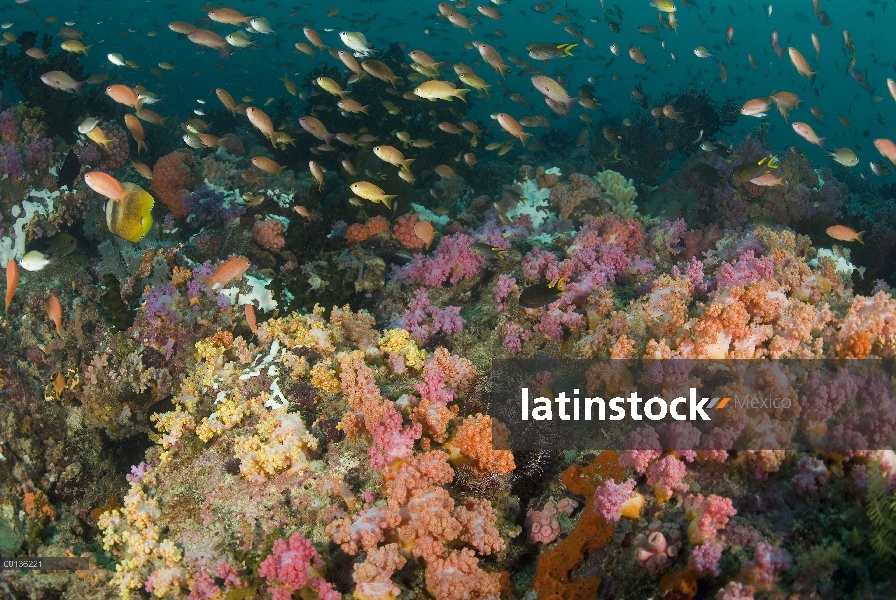 Ecosistema de coral con corales blandos y peces de arrecife, Islas de Raja Ampat, Indonesia