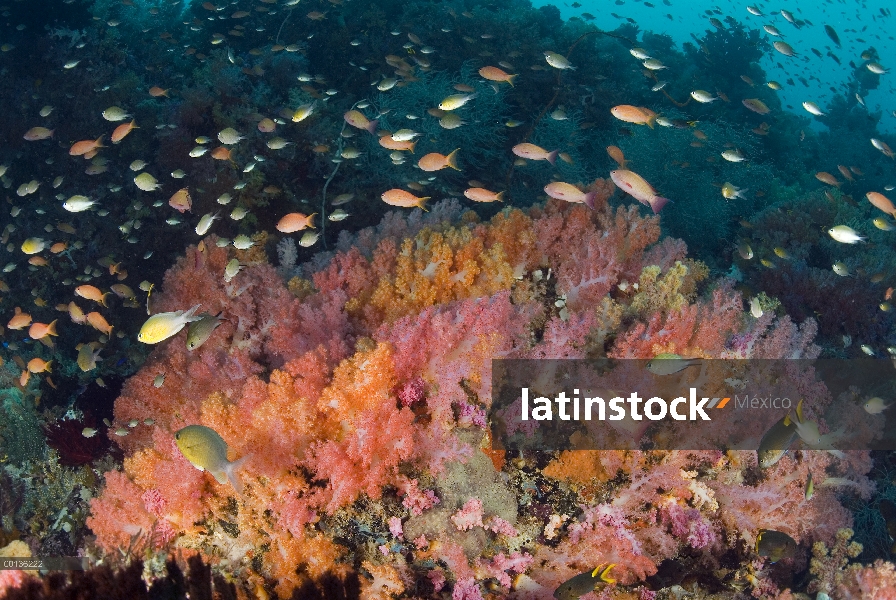 Ecosistema de coral con corales blandos y peces de arrecife, Islas de Raja Ampat, Indonesia