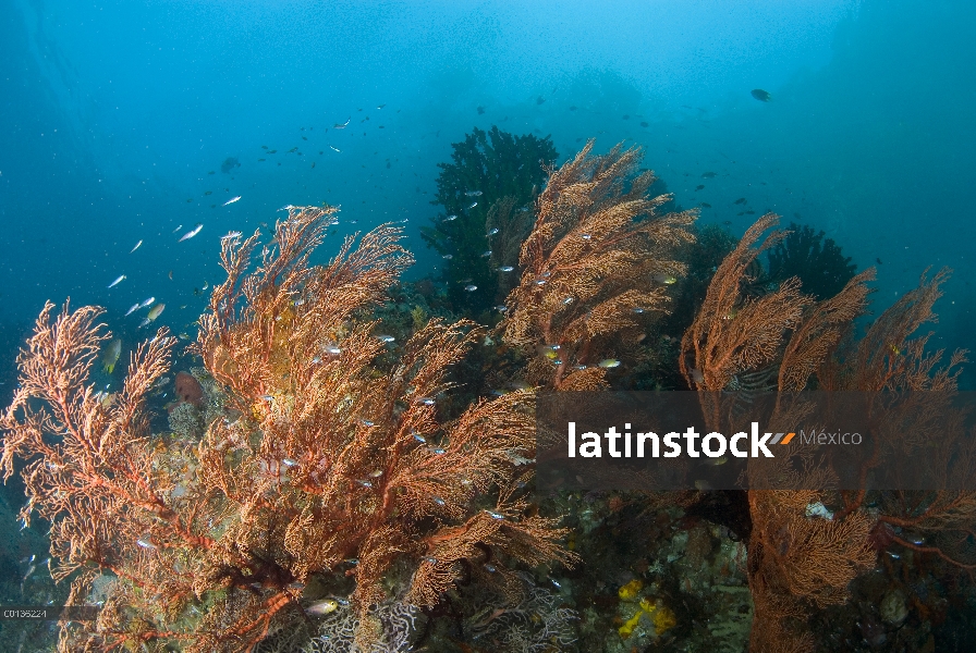 Ecosistema de coral con corales blandos y peces de arrecife, Islas de Raja Ampat, Indonesia