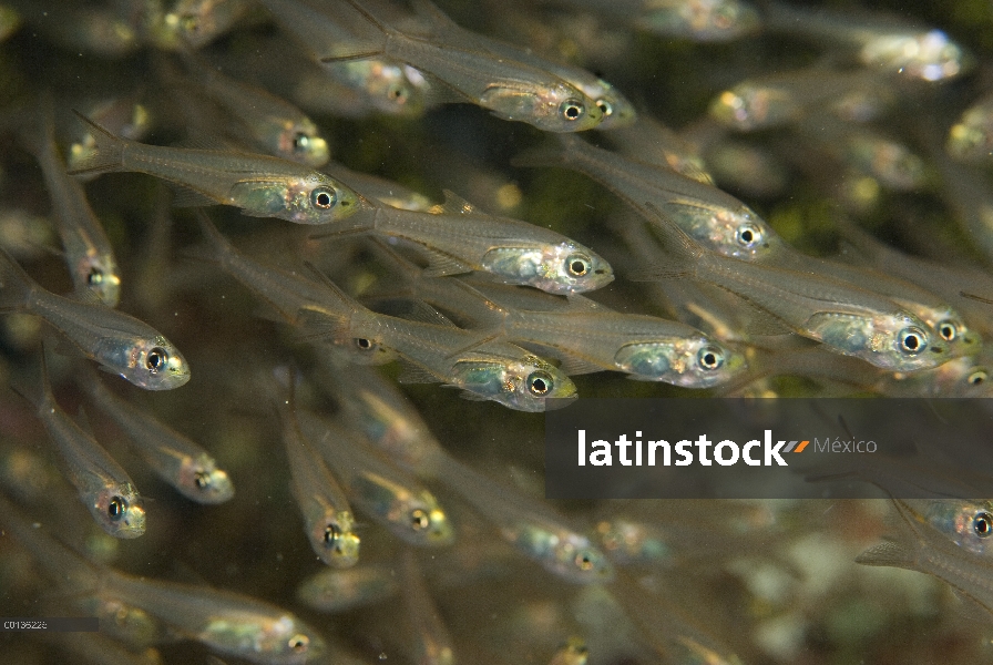 Escuela de barrendero de pigmeo (Parapriacanthus ransonneti) en una cueva de coral, Islas de Raja Am