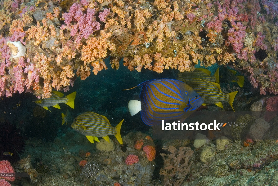 Pez ángel anillado azul (Pomacanthus annularis) en cueva, Islas de Raja Ampat, Indonesia