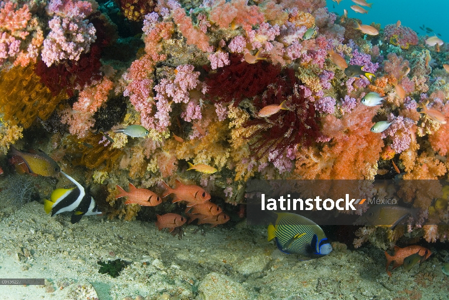 Común Candiles (Holocentrus adscensionis) banderín Bannerfish (Heniochus chrysostomus) y angelote de