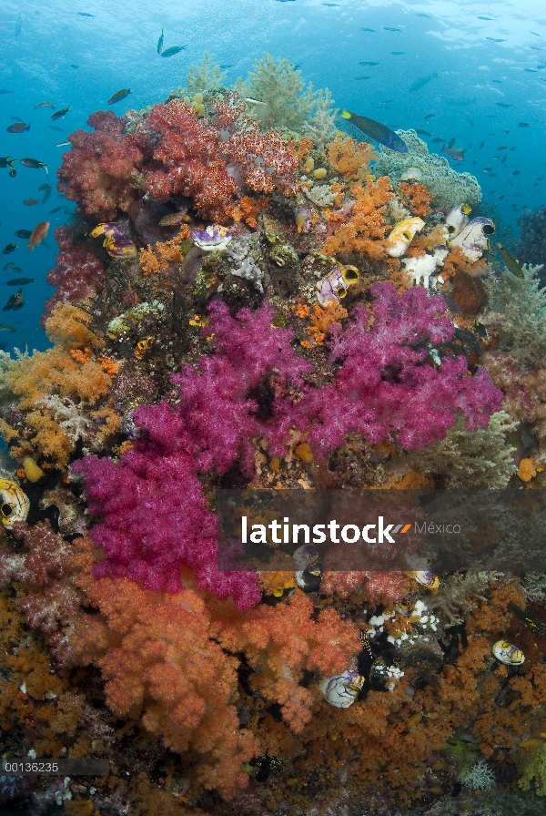 Ecosistema de coral con corales blandos y peces de arrecife, Islas de Raja Ampat, Indonesia