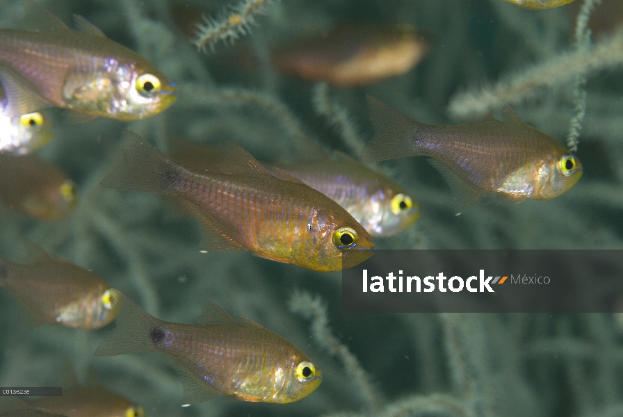 Orangelined Cardinalfish (Archamia fucata) escondido en coral negro, Islas de Raja Ampat, Indonesia