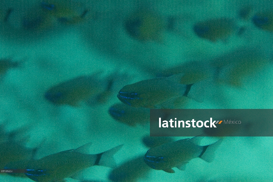 Los peces (Apogon aureus) en una cueva, Islas de Raja Ampat, Indonesia