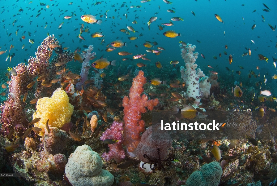 Ecosistema de coral con corales blandos y peces de arrecife, Islas de Raja Ampat, Indonesia