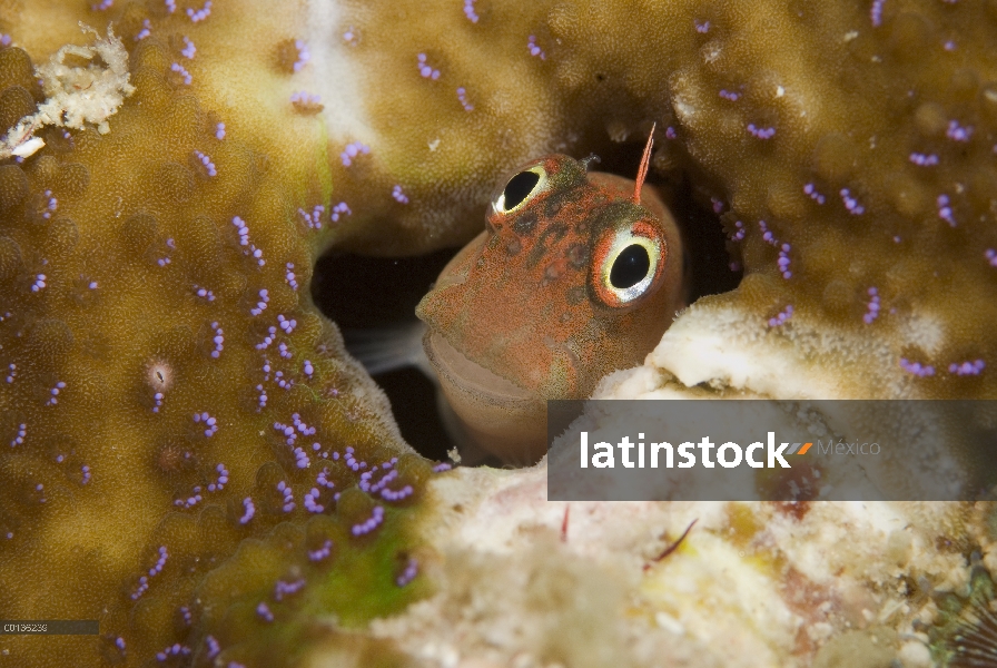 Fuera interconexión Blackflap Blenio (Cirripectes auritus) de agujero, Islas de Raja Ampat, Indonesi