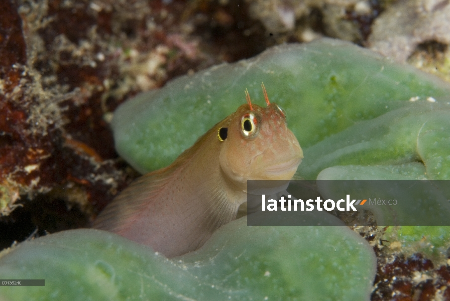 Blackflap Blenio (Cirripectes auritus), Islas de Raja Ampat, Indonesia