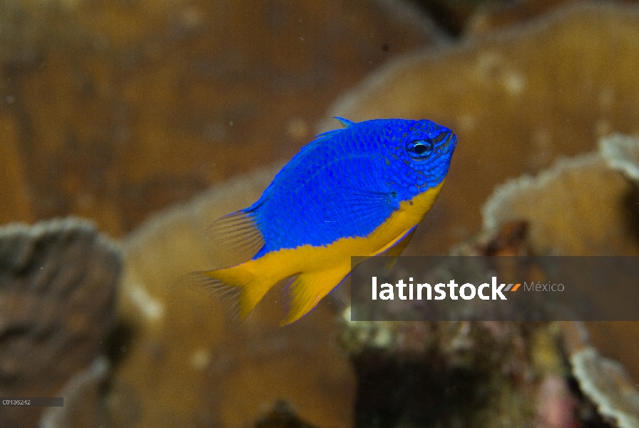 Demoiselle azul (Chrysiptera hemicyanea), Islas de Raja Ampat, Indonesia