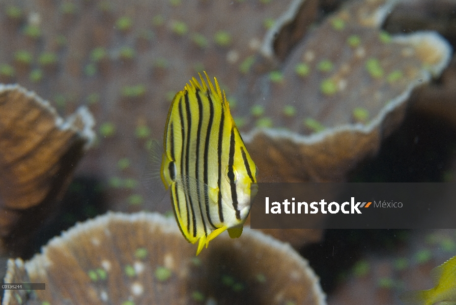 Ocho bandas de pez mariposa (Chaetodon octofasciatus), Islas de Raja Ampat, Indonesia