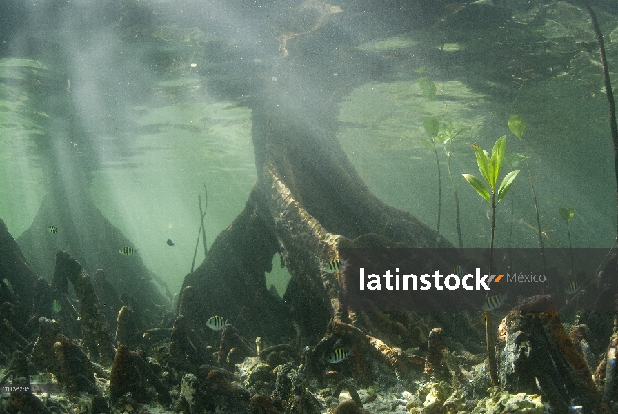 Bosque de mangle (Rhizophoraceae), agua clara de las raíces al filtrar sedimentos, Islas de Raja Amp